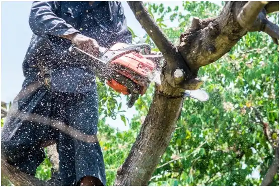 tree services La Blanca